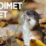 Verkatehdas: Avoimet Ovet Lammin biologinen asema ja ukrainalaisten retkipäivä Lammille